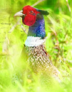 Game bird hunting season opens Nov. 4